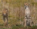 Two cheetahs in the savannah. Kenya. Tanzania. Africa. National Park. Serengeti. Maasai Mara. Royalty Free Stock Photo