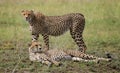 Two cheetahs in the savannah. Kenya. Tanzania. Africa. National Park. Serengeti. Maasai Mara. Royalty Free Stock Photo