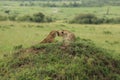 Two cheetahs seem to kiss while resting on a small hill in the Masai Mara in Kenya Royalty Free Stock Photo