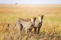 Two cheetahs in the Serengeti National Park. Synchronous position . Royalty Free Stock Photo