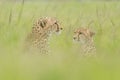 Two cheetahs sitting in long blurred grass Royalty Free Stock Photo