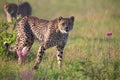 Two Cheetahs stalking its prey through long grass of a veldt Royalty Free Stock Photo