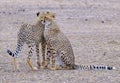 Two cheetahs standing next to each other in a deserted area Royalty Free Stock Photo