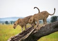 Two cheetahs on a tree. Kenya. Tanzania. Africa. National Park. Serengeti. Maasai Mara.