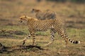 Two cheetahs walk past sticks on savannah