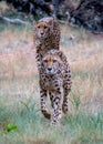 Two cheetahs walking in grass toward camera