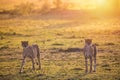 Two Cheetahs walking in Masai Mara national Park during sunrise. Safari in Kenya Royalty Free Stock Photo