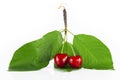 Two cherries Royalty Free Stock Photo