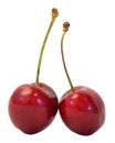 Two Cherries Royalty Free Stock Photo