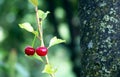 Two cherries on a background of green leaves and tree trunk Royalty Free Stock Photo