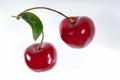 Two cherries on a branch. Royalty Free Stock Photo