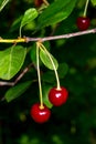 Two cherries on a branch. Cherries in droplets of water. Royalty Free Stock Photo