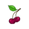 Two cherries. Color berries set. Hand-drawn flat image. Vector illustration