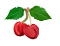 Two cherries with leaves painted gouache on white background, cherry fruits with leaves composition realistic botanical