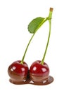 Two cherries in milk chocolate on white background Royalty Free Stock Photo