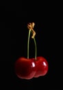 Two cherries on a stalk Royalty Free Stock Photo