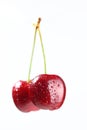 Two cherries on a stalk Royalty Free Stock Photo