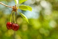 Two cherries on tree. Top focus. Great background picture.