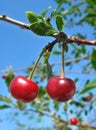Two cherries on the twig