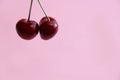 two cherries on a twig on a light background