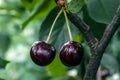 Two cherries on a twig