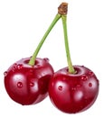 Two cherries with water drops. File contains clipping path Royalty Free Stock Photo