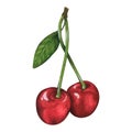 Two cherries. Watercolor illustration. Isolated on a white background. For design. Royalty Free Stock Photo