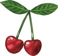 Two cherries. Watercolor vector illustration. Isolated on a white background. Royalty Free Stock Photo