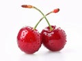 Two cherries on a white background Royalty Free Stock Photo