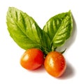 Two cherry tomatoes on with a basil leafs on a white  background Royalty Free Stock Photo