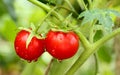 Two cherry tomatoes on the branch Royalty Free Stock Photo