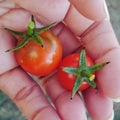 Two cherry tomatoes in a hand Royalty Free Stock Photo