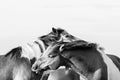 Two chestnut brown and white horses hugging monochrome Royalty Free Stock Photo