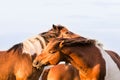 Two chestnut brown and white horses hugging