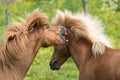 Two chestnut colored Icelandic horses fighting and biting