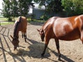 Two chestnut horses eating hay in the paddock Royalty Free Stock Photo