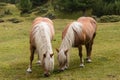 Two chestnut horses grazing Royalty Free Stock Photo
