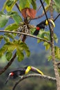 Two Chestnut-mandibled toucans jumping from tree to tree to eat fruits, seeds, and other bird`s eggs.