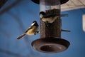 Two Chickadee Royalty Free Stock Photo