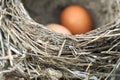 Two chicken eggs lying in a real bird nest