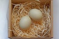 Two eggs nest Royalty Free Stock Photo