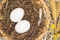Two chicken eggs in a nest. Chicken feather. Royalty Free Stock Photo