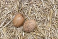 Two chicken eggs in the straw. Royalty Free Stock Photo