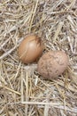 Two chicken eggs in the straw. Royalty Free Stock Photo