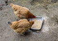 Two chicken feeding on the ground Royalty Free Stock Photo