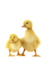 Two chicken gooses Royalty Free Stock Photo
