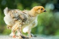 Two chicken in the grass Royalty Free Stock Photo