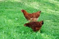 Two chicken in the green grass Royalty Free Stock Photo