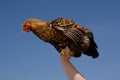 Golden Laced Wyandotte chicken Royalty Free Stock Photo