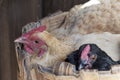 Two chicken sharing the nest Royalty Free Stock Photo